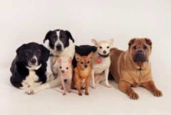 Bonnies Photo Imagery-Pets3